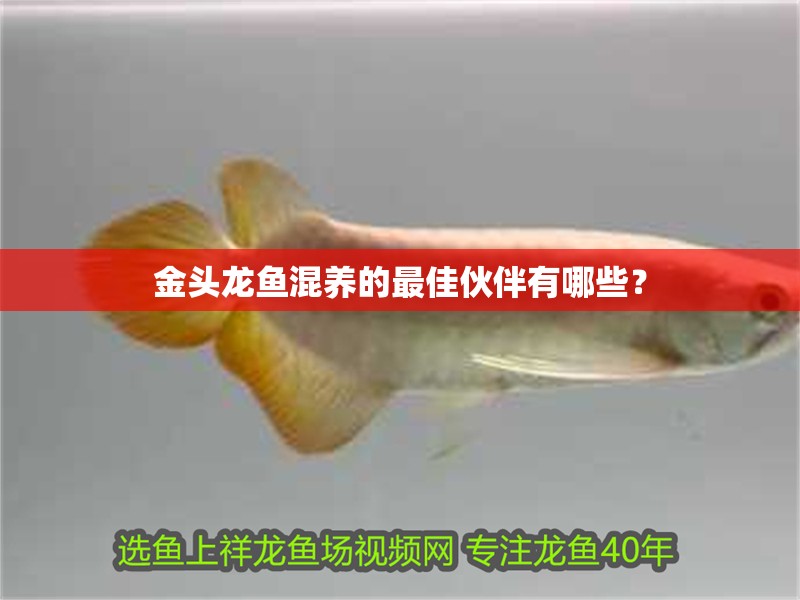 金頭龍魚混養的最佳伙伴有哪些？