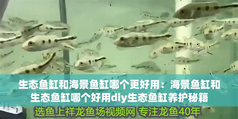 生態魚缸和海景魚缸哪個更好用：海景魚缸和生態魚缸哪個好用diy生態魚缸養護秘籍