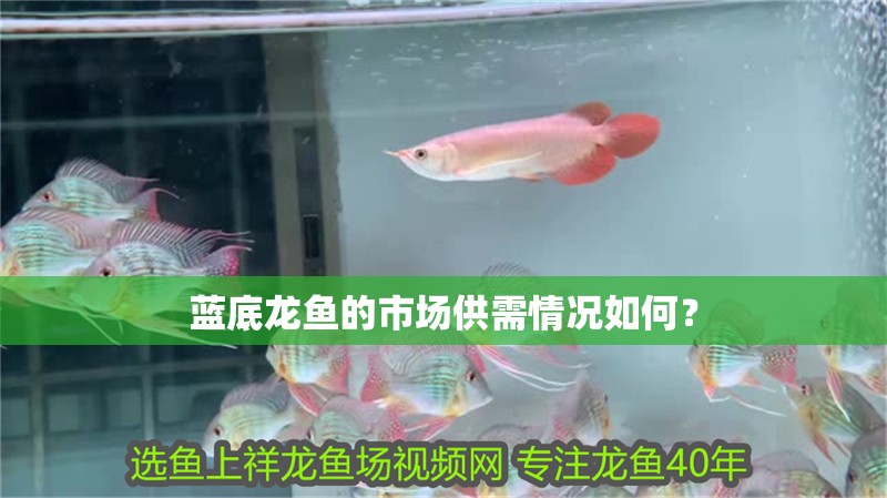 藍底龍魚的市場供需情況如何？