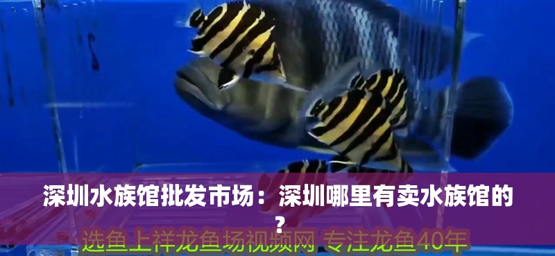 深圳水族館批發市場：深圳哪里有賣水族館的？