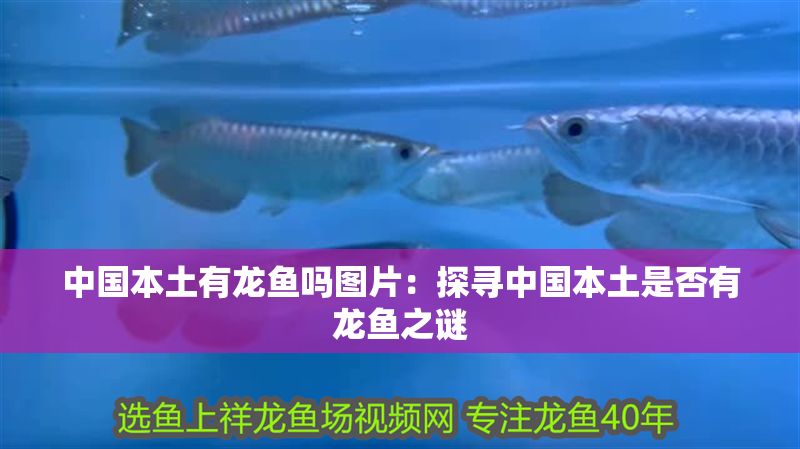 中國本土有龍魚嗎圖片：探尋中國本土是否有龍魚之謎