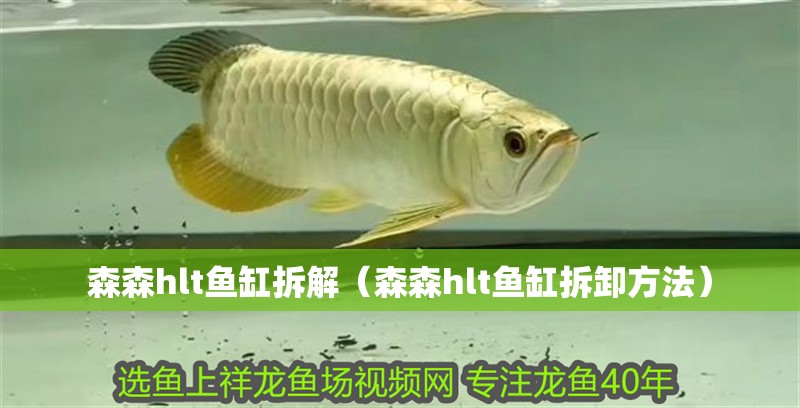 森森hlt魚缸拆解（森森hlt魚缸拆卸方法）