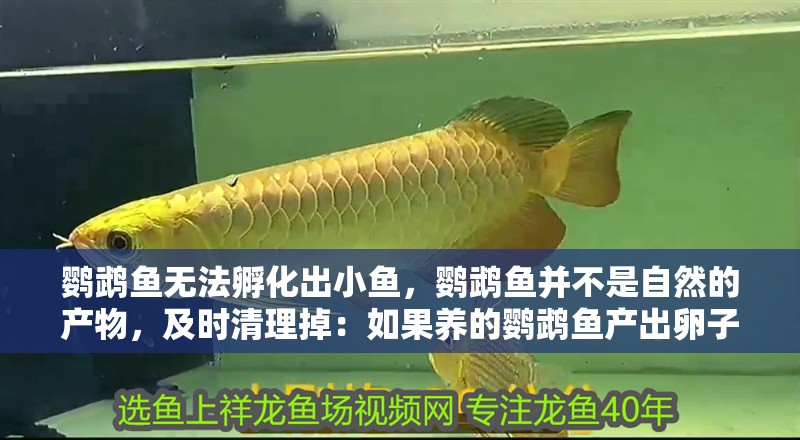 鸚鵡魚無法孵化出小魚，鸚鵡魚并不是自然的產(chǎn)物，及時清理掉：如果養(yǎng)的鸚鵡魚產(chǎn)出卵子應該及時清理掉嗎？