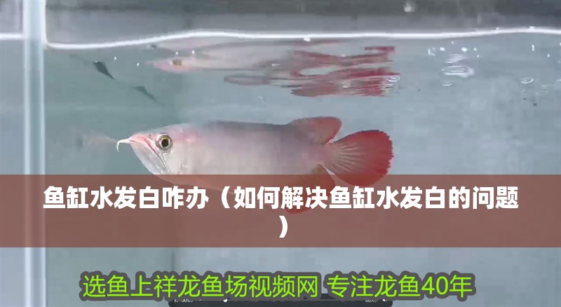 魚缸水發白咋辦（如何解決魚缸水發白的問題）