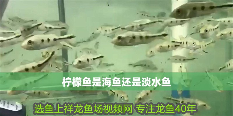 檸檬魚是海魚還是淡水魚