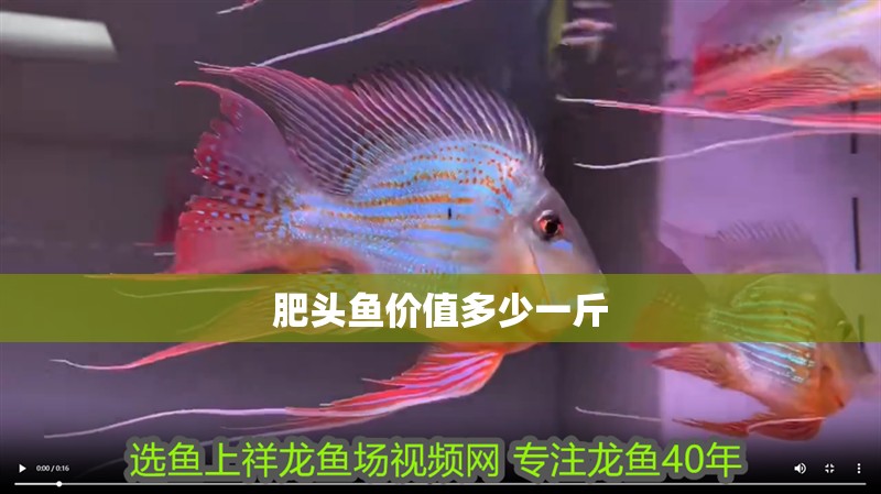 肥頭魚價值多少一斤