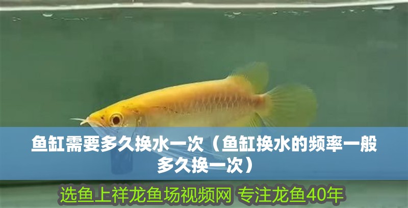 魚缸需要多久換水一次（魚缸換水的頻率一般多久換一次）