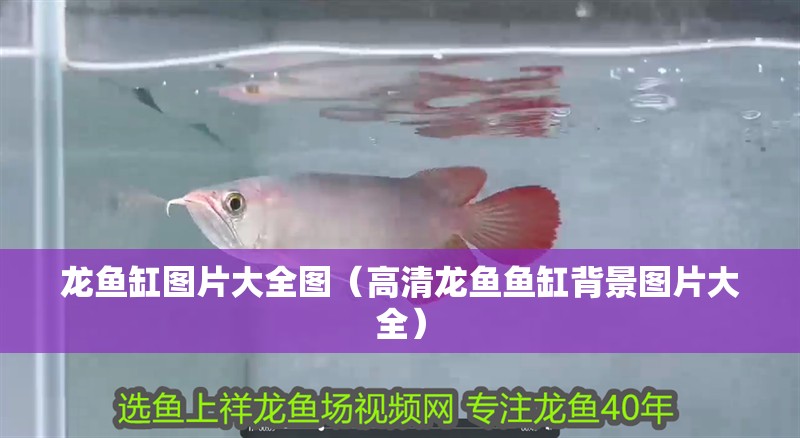 龍魚缸圖片大全圖（高清龍魚魚缸背景圖片大全）