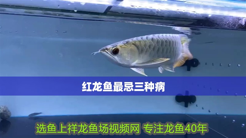 紅龍魚最忌三種病