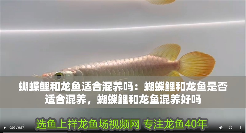 鸚鵡魚和銀龍魚混養怎樣喂食 蝴蝶鯉和龍魚適合混養嗎:蝴蝶鯉和龍魚是否適合混養,蝴蝶鯉和龍魚混養好嗎 龍魚百科 蝴蝶鯉和龍魚適合混養嗎:蝴蝶鯉和龍魚是否適合混養,蝴蝶鯉和龍魚混養好嗎 蝴蝶鯉和龍魚適合混養嗎:蝴蝶鯉和龍魚是否適合混養,蝴蝶鯉和龍魚混養好嗎 龍魚百科
