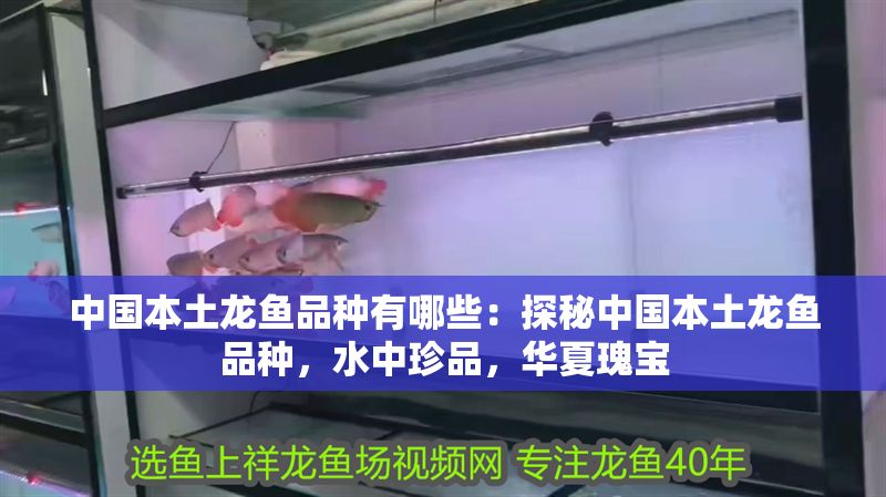 中國(guó)本土龍魚品種有哪些：探秘中國(guó)本土龍魚品種，水中珍品，華夏瑰寶