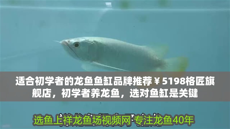 適合初學(xué)者的龍魚魚缸品牌推薦￥5198格匠旗艦店，初學(xué)者養(yǎng)龍魚，選對魚缸是關(guān)鍵