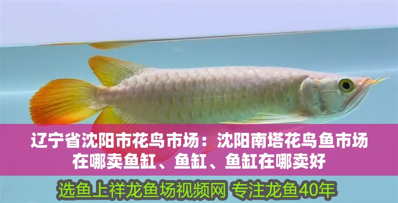 遼寧省沈陽市花鳥市場：沈陽南塔花鳥魚市場在哪賣魚缸、魚缸、魚缸在哪賣好