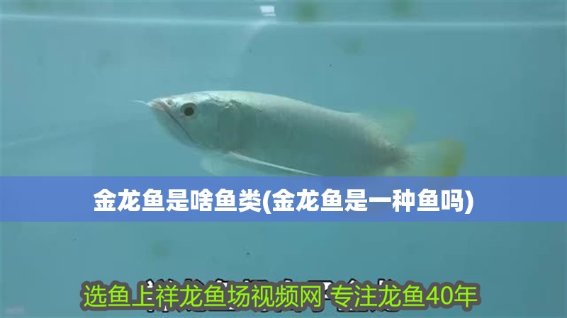 金龍魚是啥魚類(金龍魚是一種魚嗎)