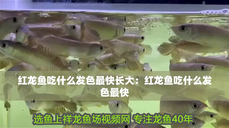 紅龍魚吃什么發色最快長大：紅龍魚吃什么發色最快 紅龍魚吃什么發色最快長大：紅龍魚吃什么發色最快 龍魚百科