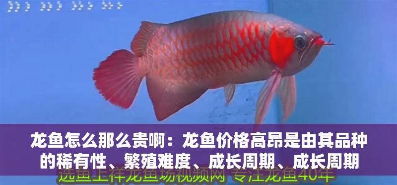 龍魚怎么那么貴啊：龍魚價格高昂是由其品種的稀有性、繁殖難度、成長周期、成長周期