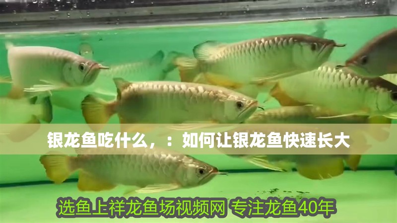 銀龍魚吃什么，：如何讓銀龍魚快速長大