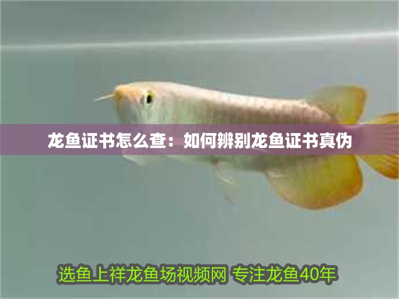 龍魚證書怎么查：如何辨別龍魚證書真偽