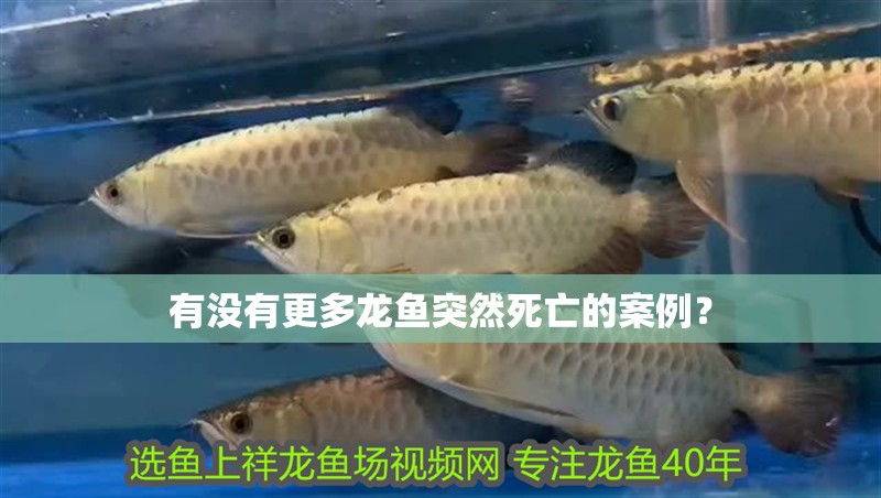 有沒有更多龍魚突然死亡的案例？