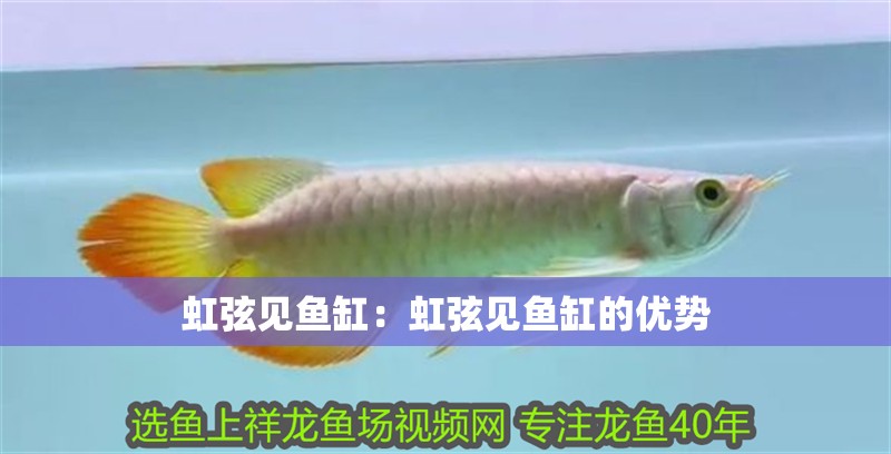 虹弦見魚缸：虹弦見魚缸的優(yōu)勢