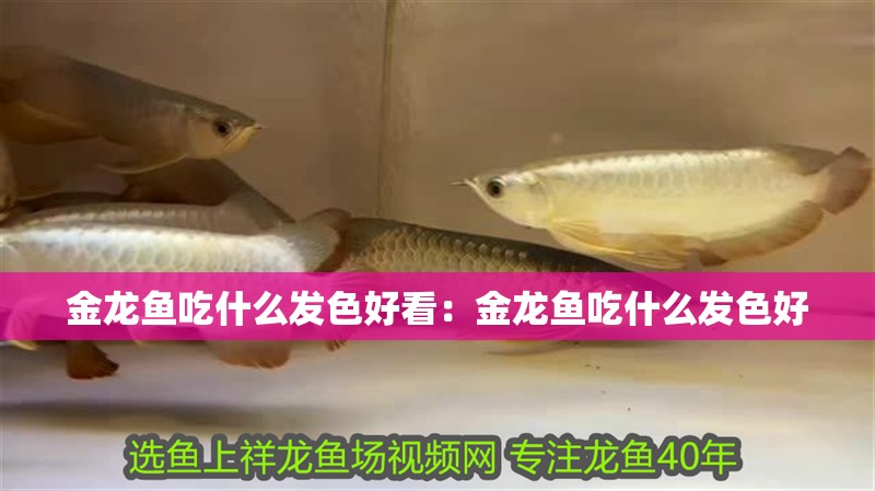 金龍魚吃什么發色好看：金龍魚吃什么發色好
