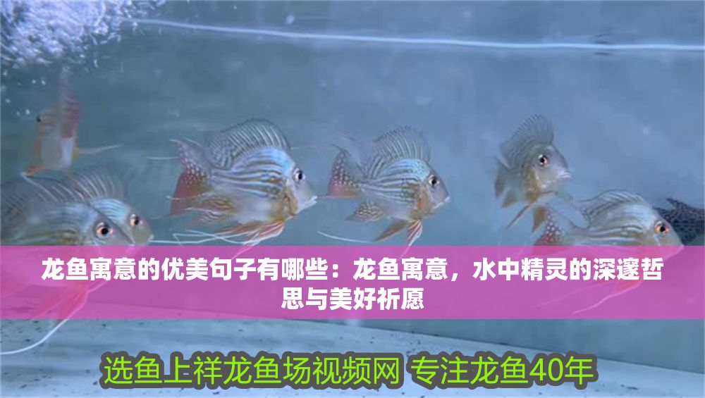 龍魚寓意的優美句子有哪些：龍魚寓意，水中精靈的深邃哲思與美好祈愿