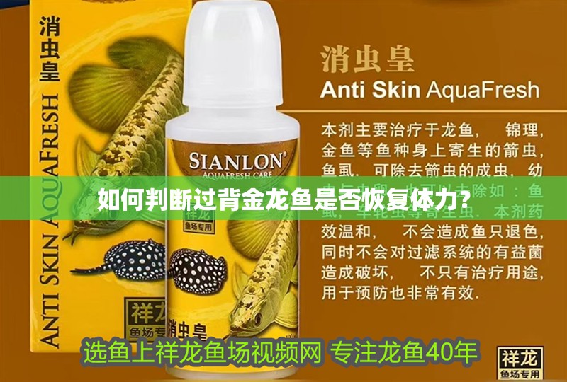 如何判斷過背金龍魚是否恢復體力？