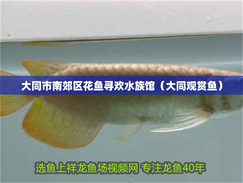 大同市南郊區花魚尋歡水族館（大同觀賞魚）