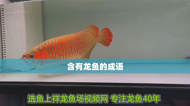 含有龍魚的成語
