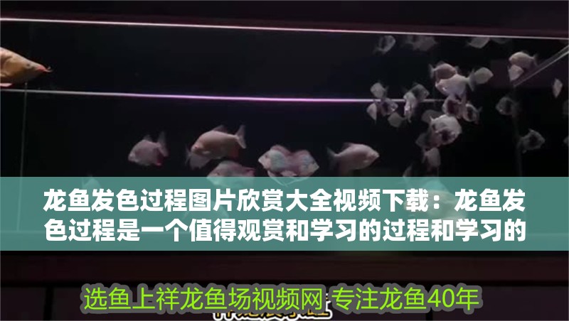 龍魚發色過程圖片欣賞大全視頻下載：龍魚發色過程是一個值得觀賞和學習的過程和學習的過程