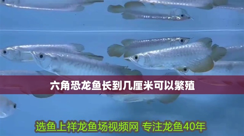 六角恐龍魚長到幾厘米可以繁殖