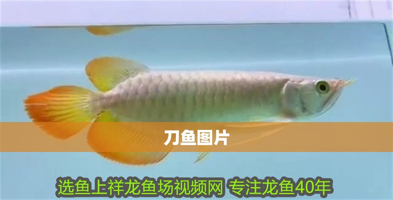 刀魚圖片