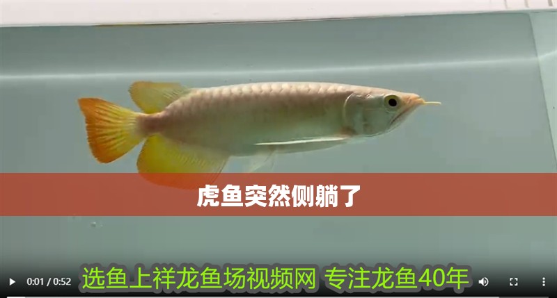 虎魚突然側躺了