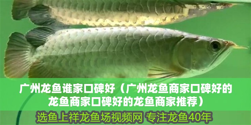 廣州龍魚誰家口碑好（廣州龍魚商家口碑好的龍魚商家口碑好的龍魚商家推薦）