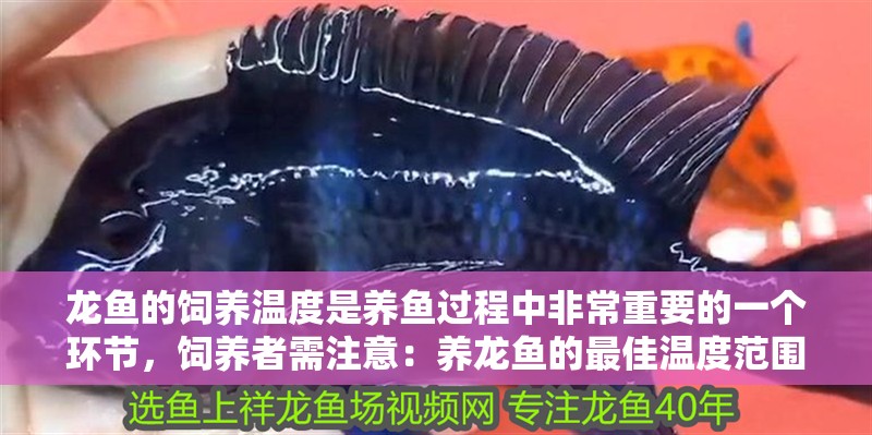 龍魚的飼養(yǎng)溫度是養(yǎng)魚過程中非常重要的一個環(huán)節(jié)，飼養(yǎng)者需注意：養(yǎng)龍魚的最佳溫度范圍取決于具體的龍魚品種