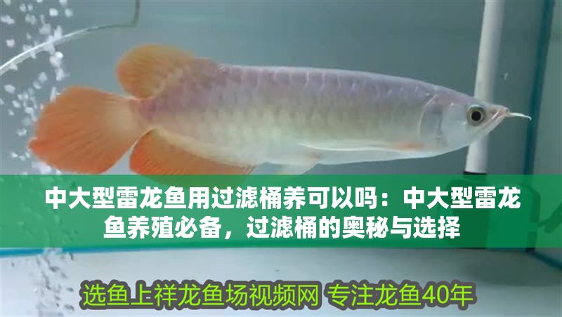 中大型雷龍魚用過濾桶養可以嗎：中大型雷龍魚養殖必備，過濾桶的奧秘與選擇
