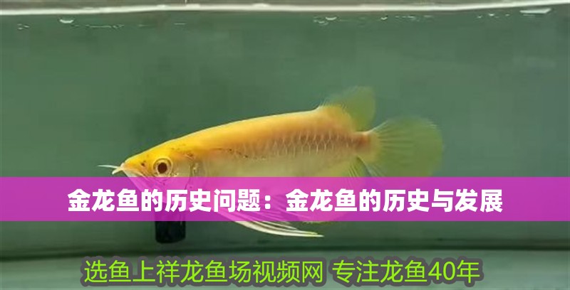金龍魚的歷史問題：金龍魚的歷史與發(fā)展 金龍魚的歷史問題：金龍魚的歷史與發(fā)展 龍魚百科