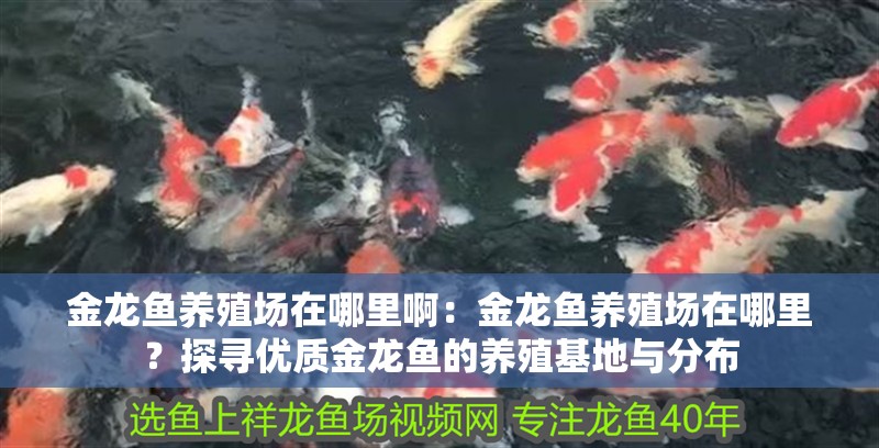 金龍魚養殖場在哪里啊：金龍魚養殖場在哪里？探尋優質金龍魚的養殖基地與分布