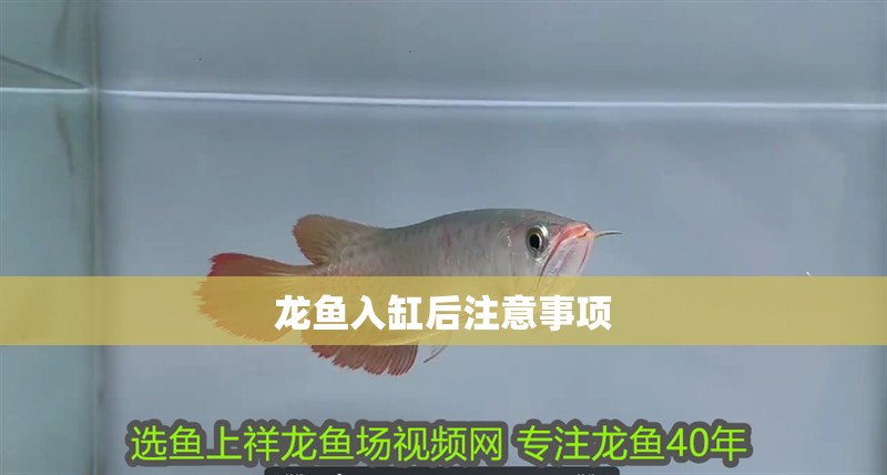 龍魚入缸后注意事項