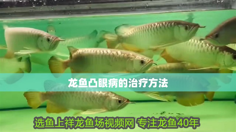 龍魚凸眼病的治療方法