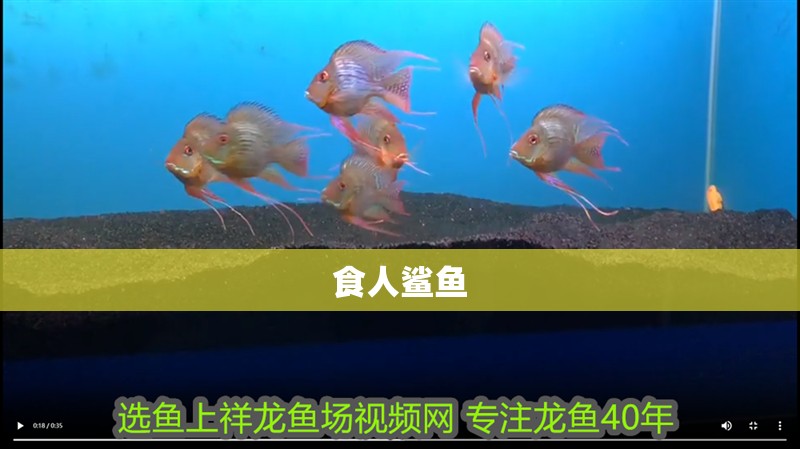 食人鯊魚