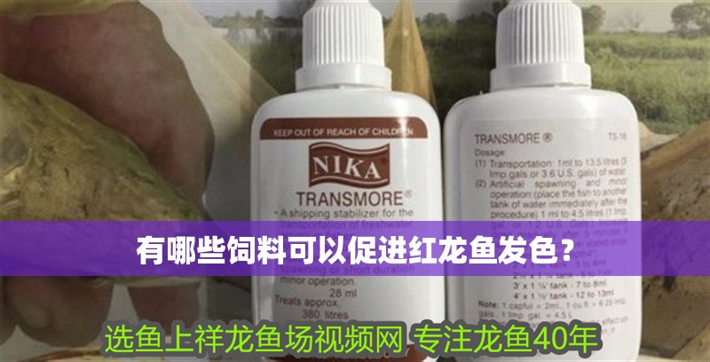 有哪些飼料可以促進紅龍魚發色？