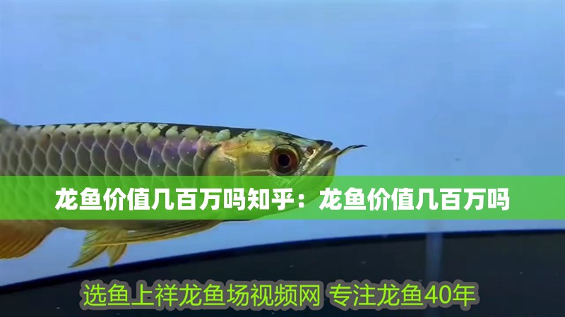 龍魚價值幾百萬嗎知乎：龍魚價值幾百萬嗎