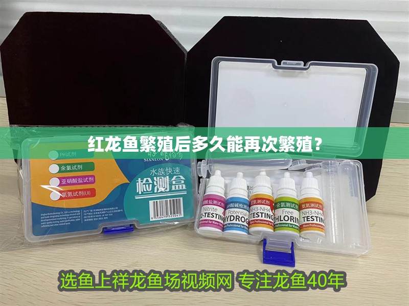 紅龍魚繁殖后多久能再次繁殖？