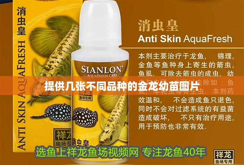 提供幾張不同品種的金龍幼苗圖片