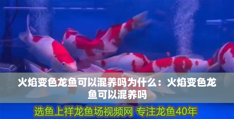 火焰變色龍魚可以混養(yǎng)嗎為什么：火焰變色龍魚可以混養(yǎng)嗎