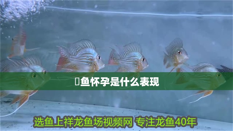 魟魚懷孕是什么表現(xiàn) 魟魚懷孕是什么表現(xiàn) 龍魚論壇