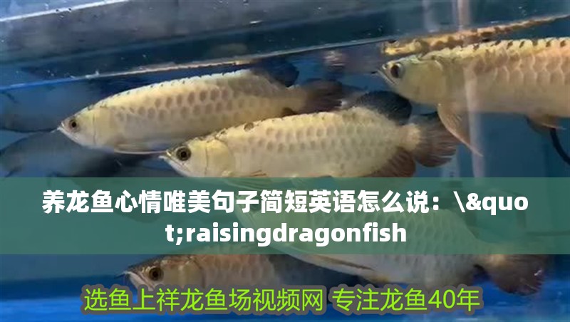 養龍魚心情唯美句子簡短英語怎么說：\"raisingdragonfish