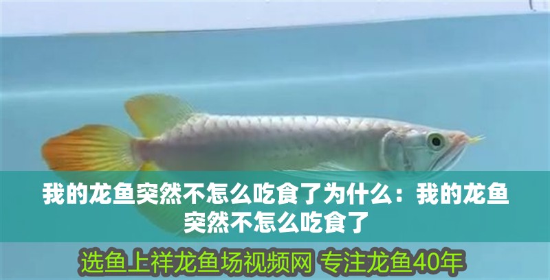 我的龍魚突然不怎么吃食了為什么：我的龍魚突然不怎么吃食了