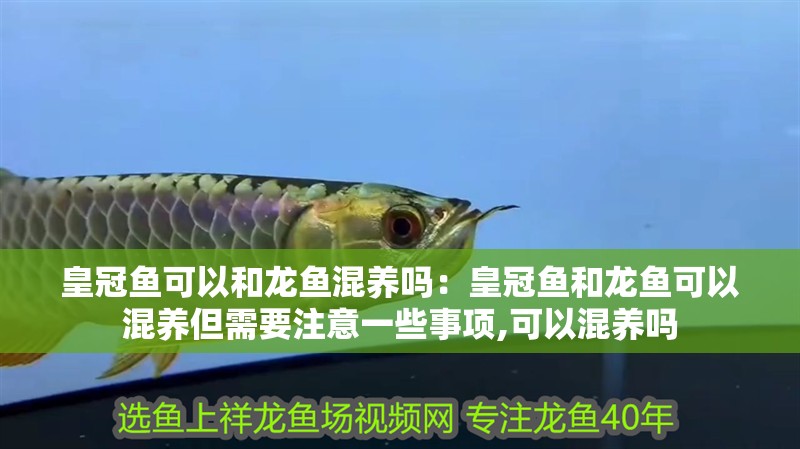 皇冠魚可以和龍魚混養嗎：皇冠魚和龍魚可以混養但需要注意一些事項,可以混養嗎